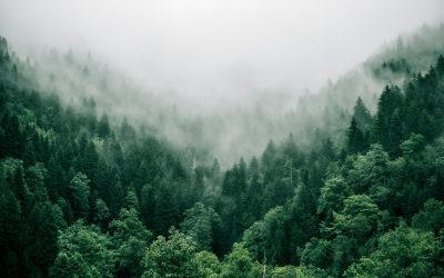Ethical Algorithms For Green Investing